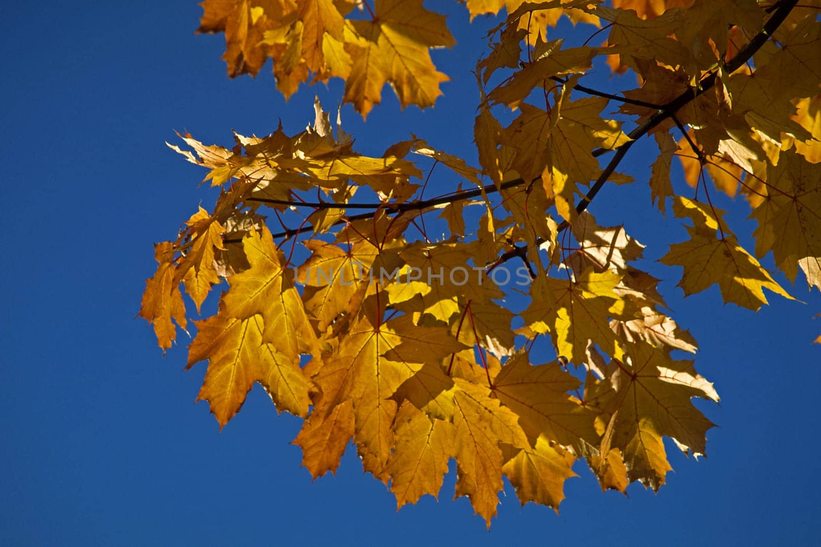 Autumn,deciduous tree in Hagen
