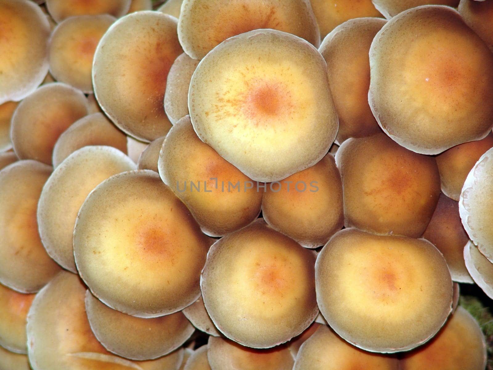 Sulfur heads