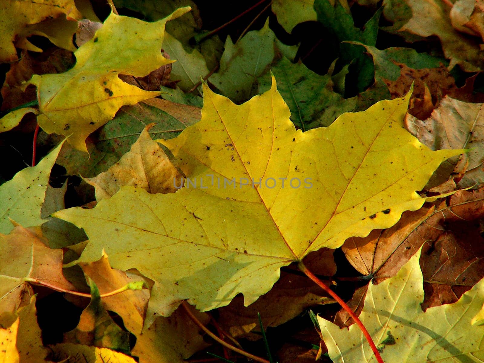 (Fall foliage) or (fall leaves) or (autumn leaves)