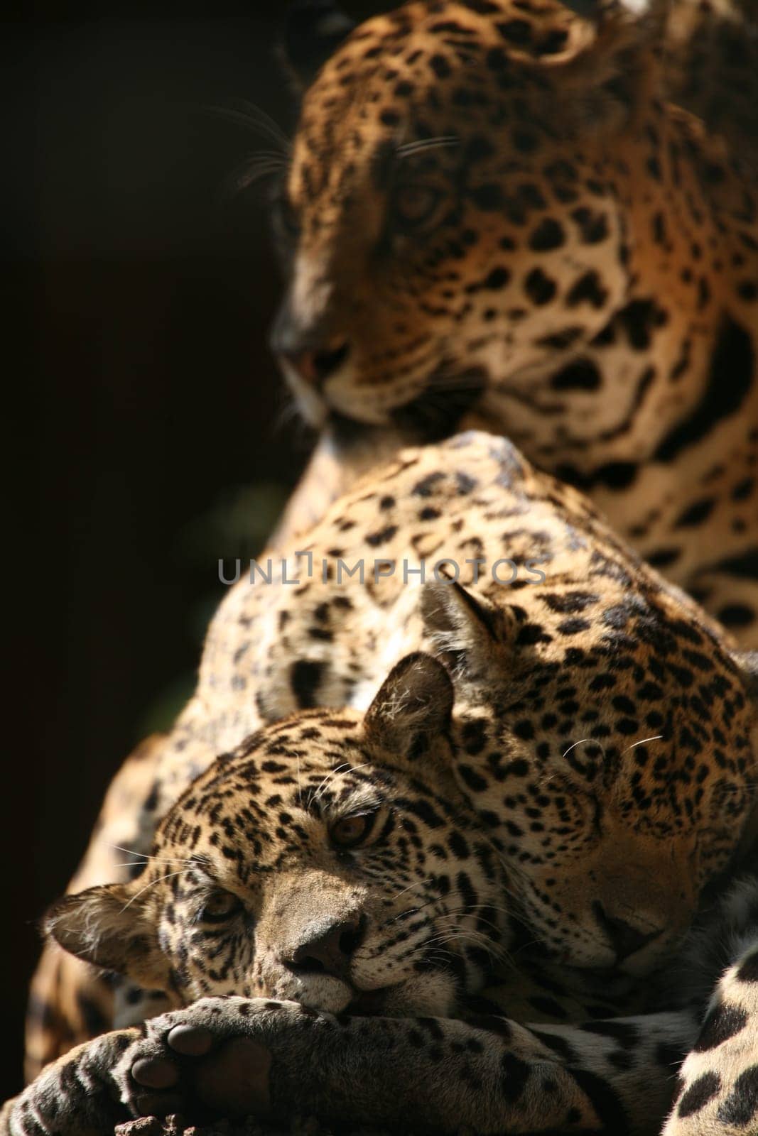 Sleek,beautiful big cats