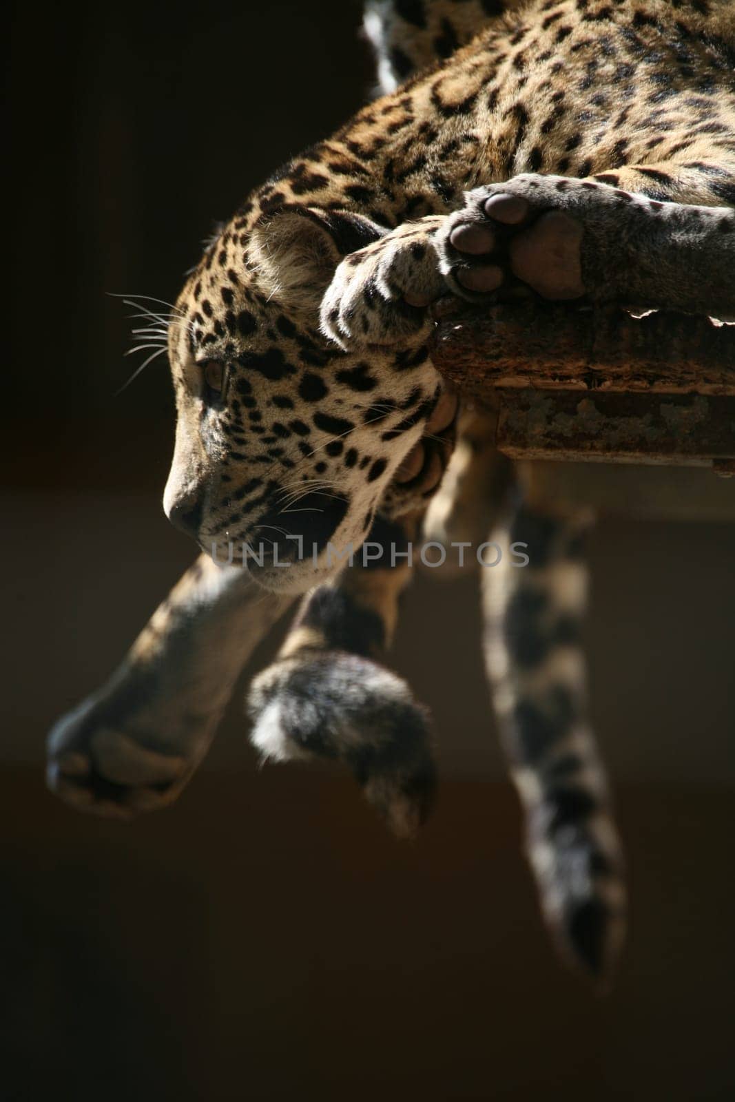 Sleek,beautiful big cats