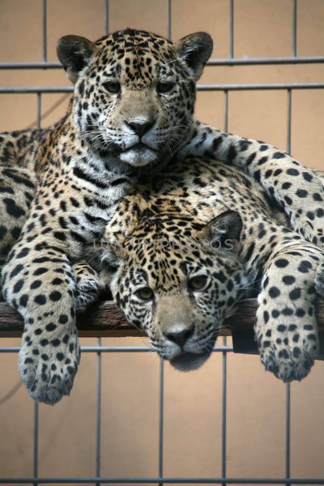 Sleek,beautiful big cats