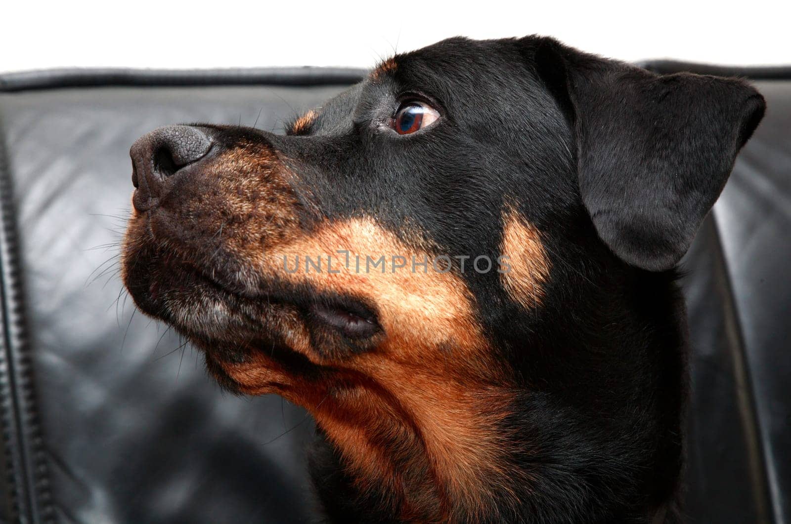 Rottweiler playing