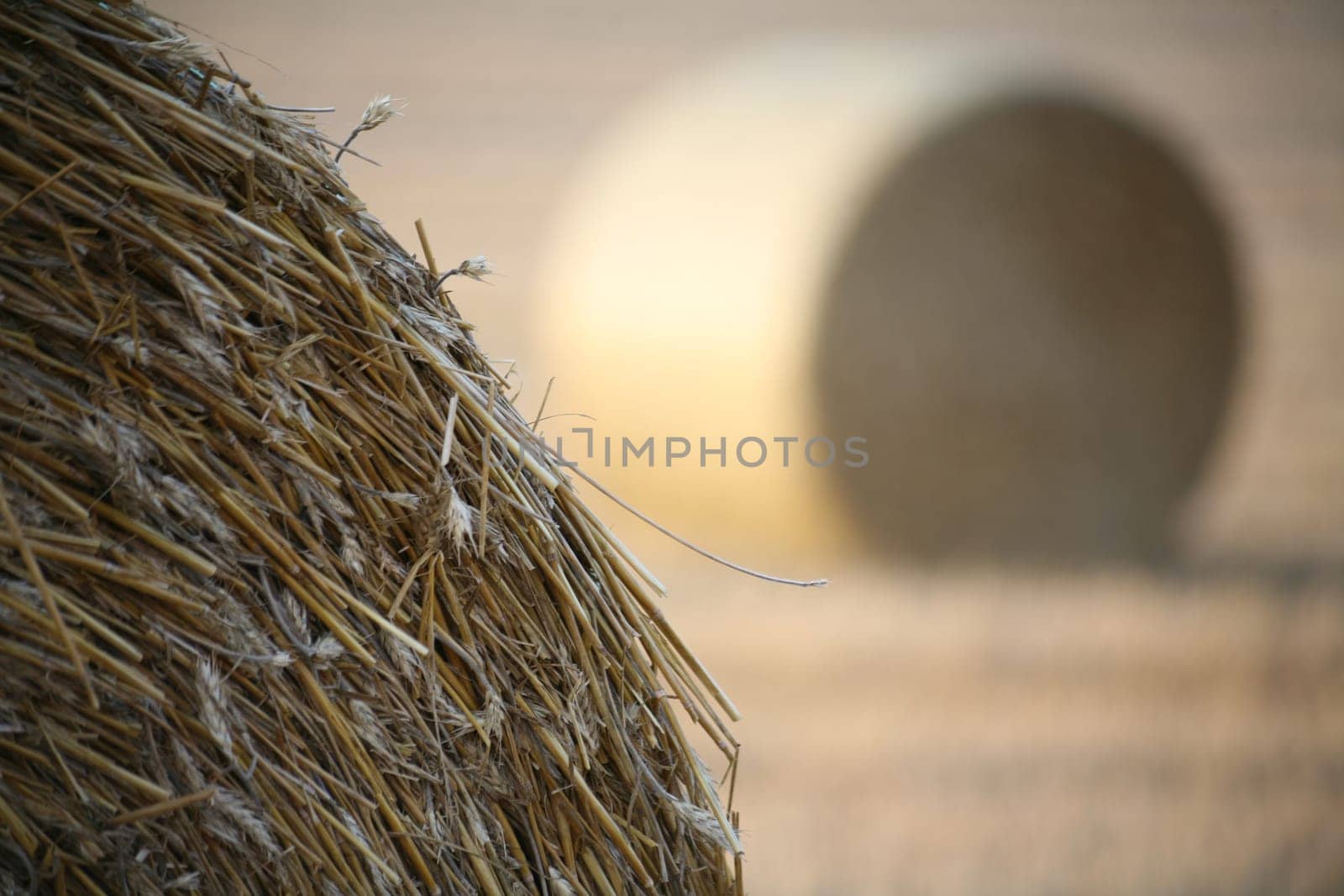Bales on a stubble field