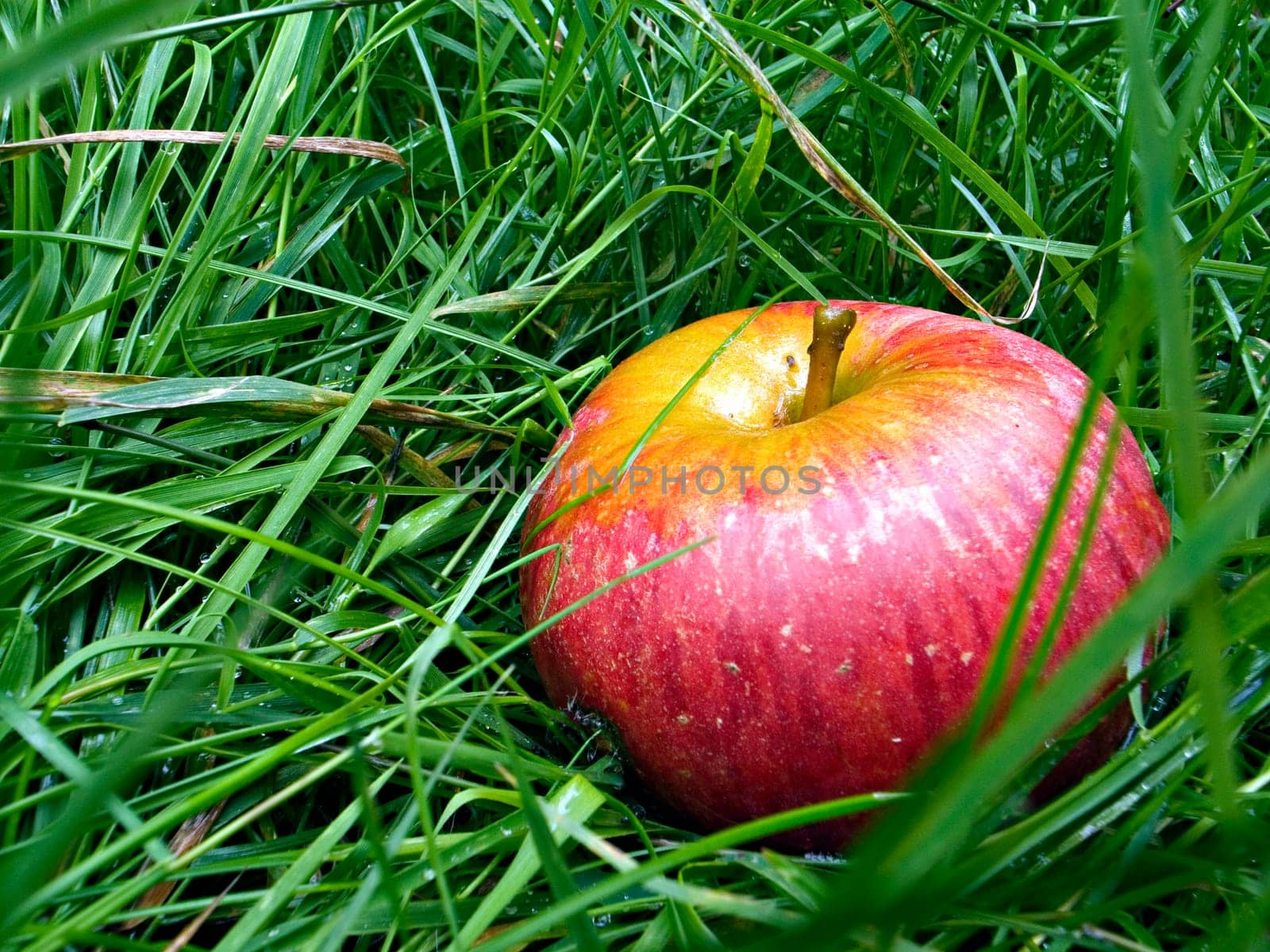 Fallen fruit - 1