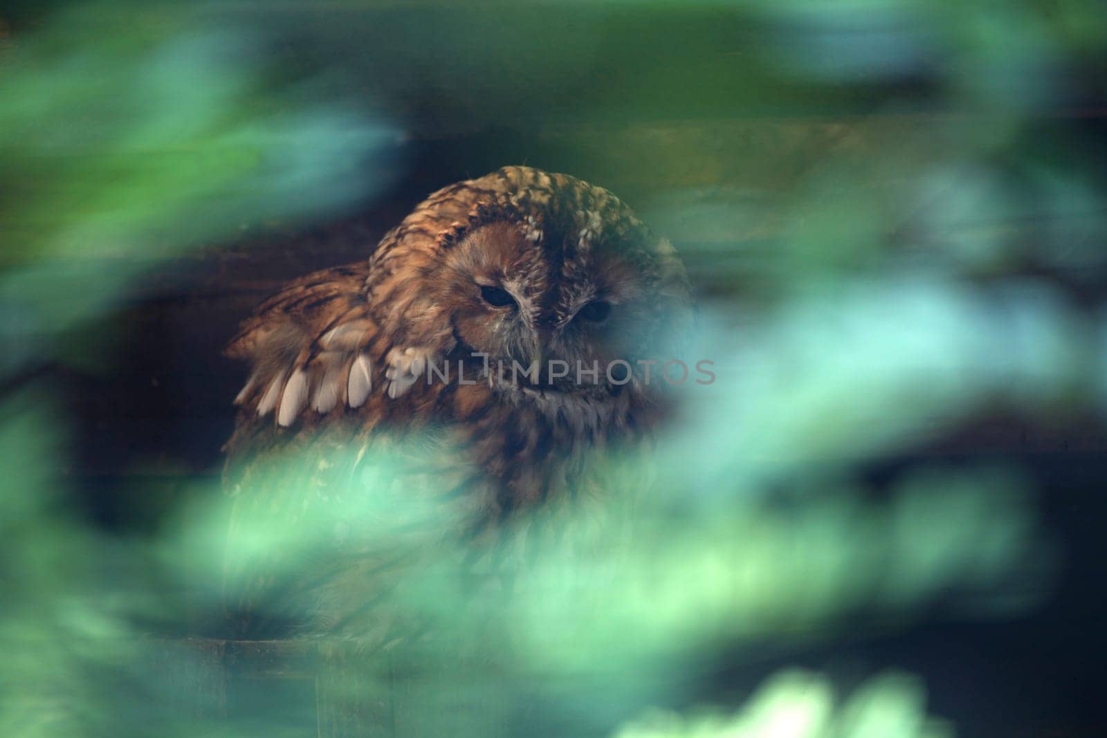 Well hidden behind twigs and foliage
