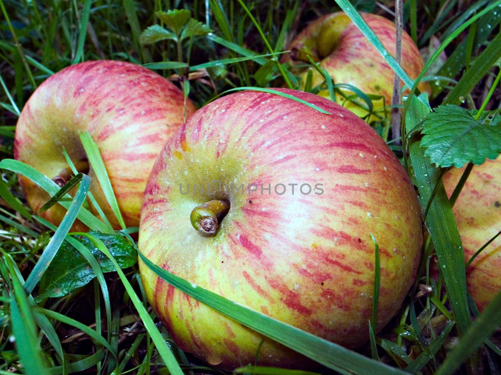 Fallen fruit - 3