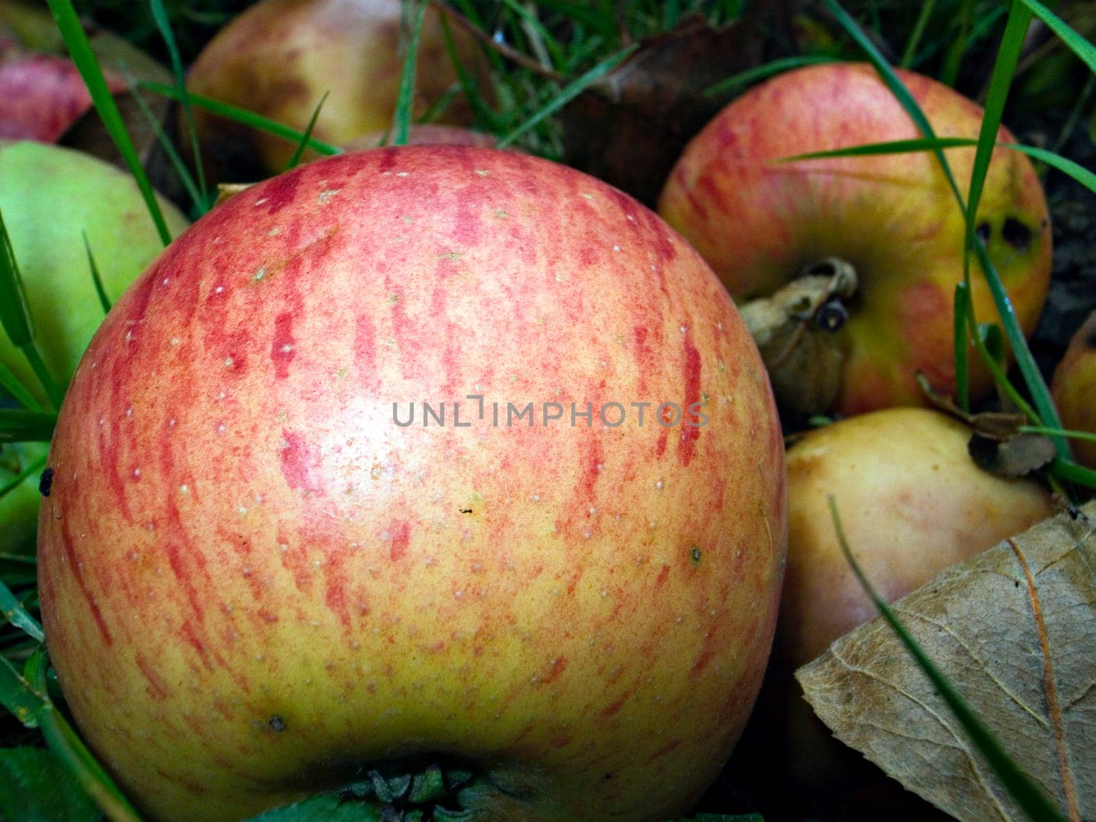 Fallen fruit - 6