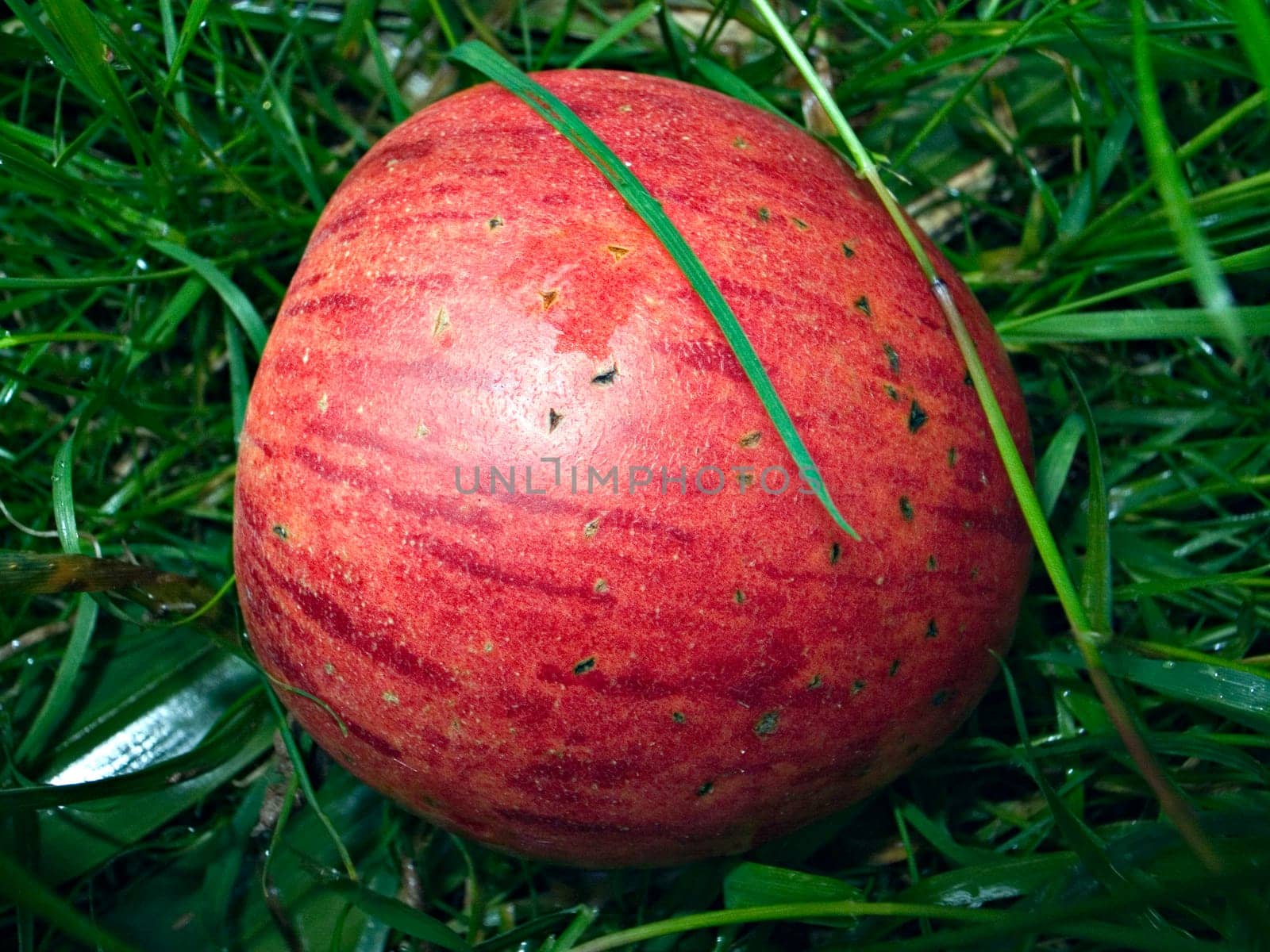Fallen fruit - 7