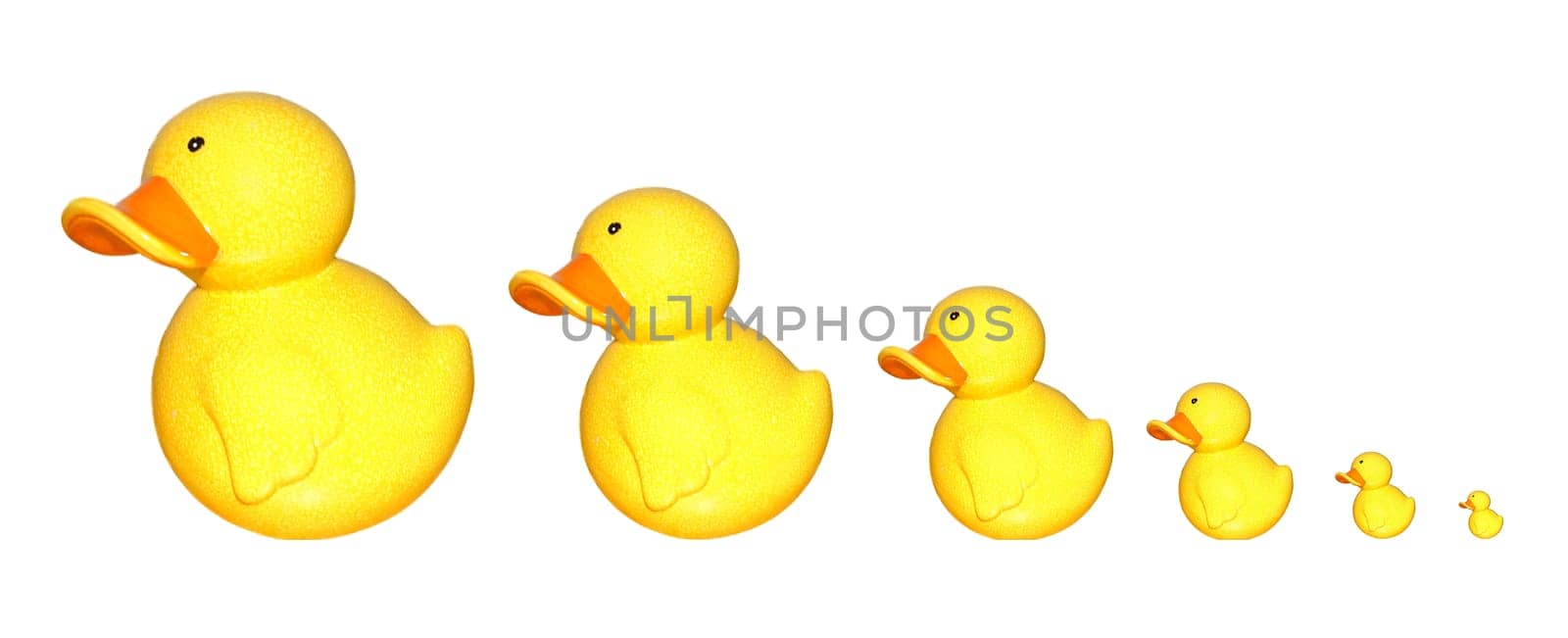 The ducks