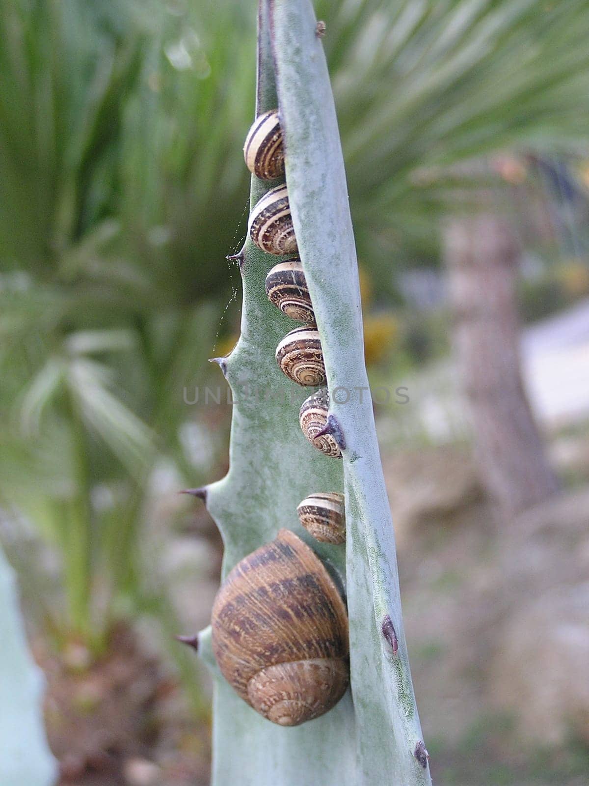 Snail Parade