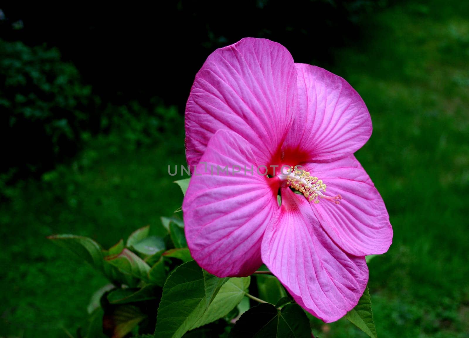 Closed yesterday,today in all its glory. The name is also no longer unknown. It is a hardy hibiscus