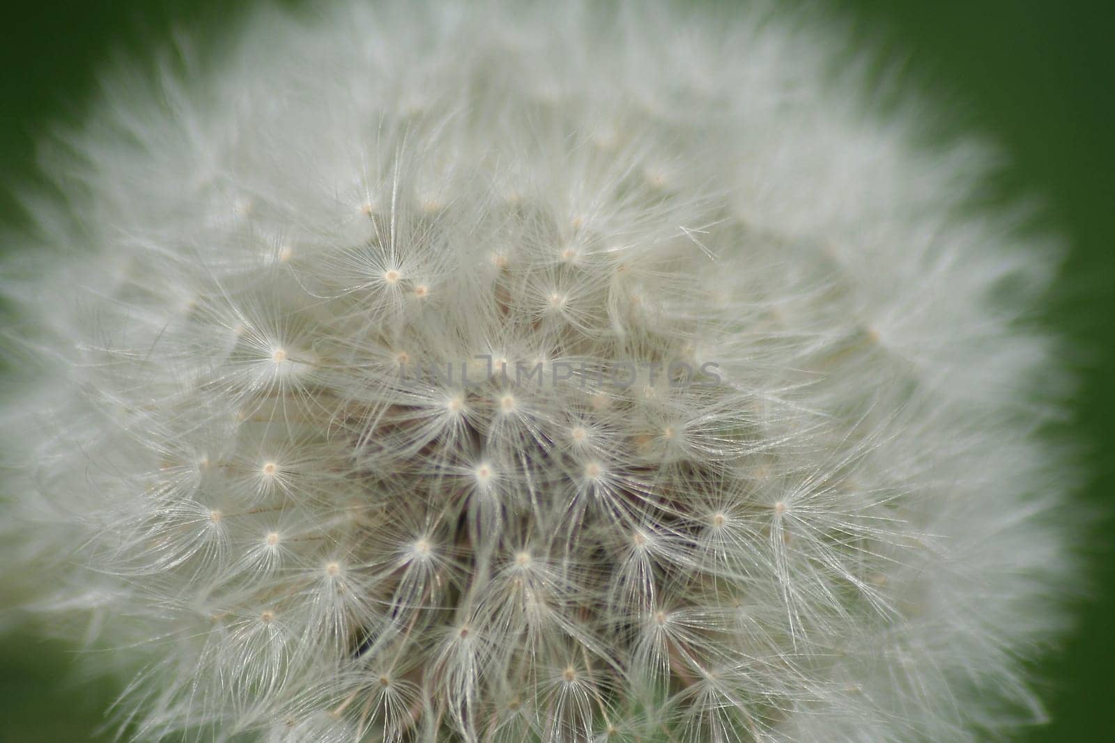 Dandelion
