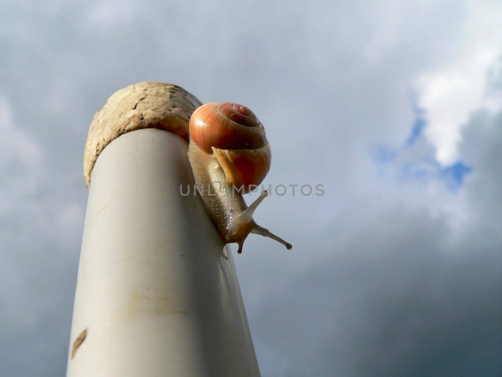 Cunning snail