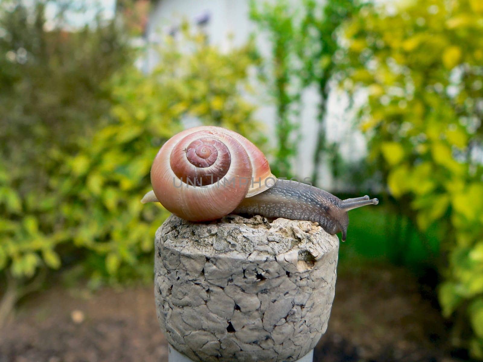 Garden snail