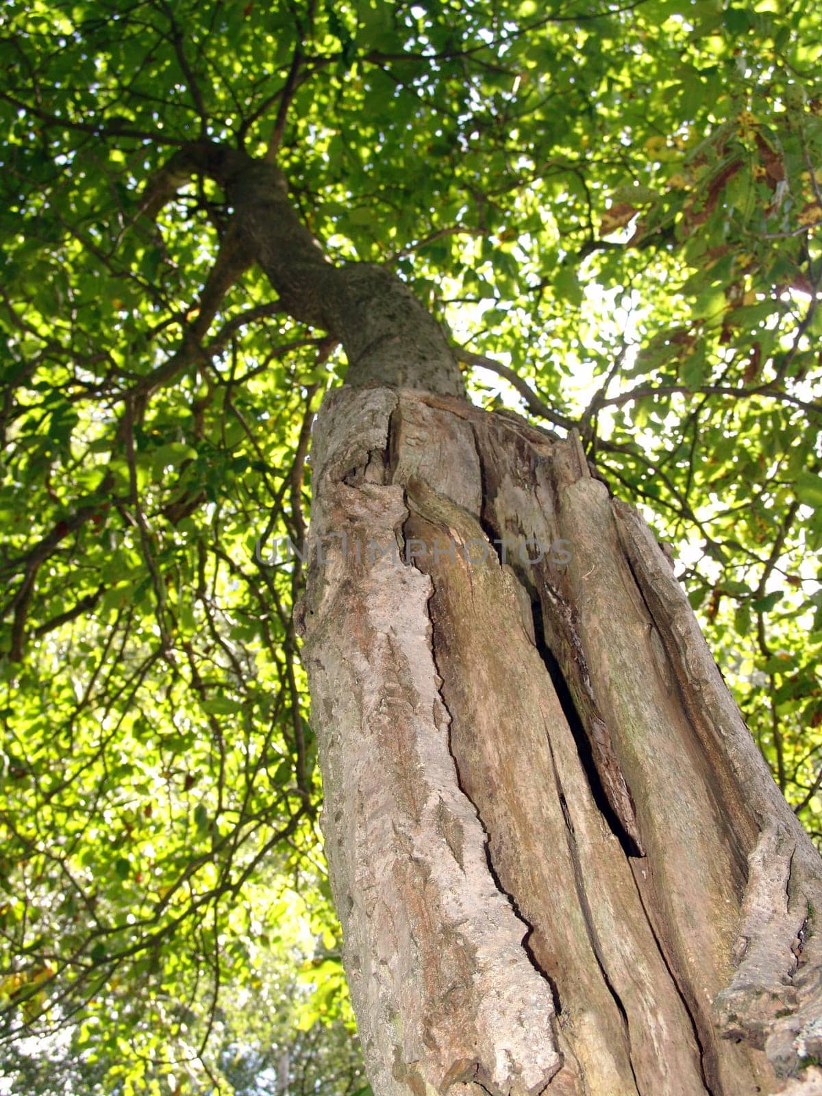 Old walnut tree