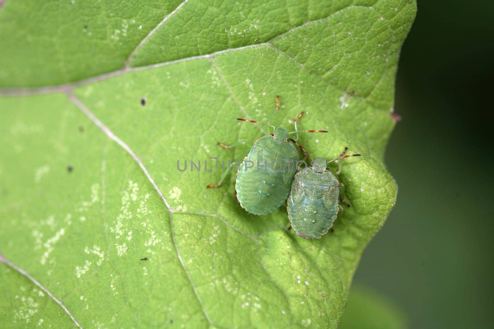 Larvae of the green stink bug
