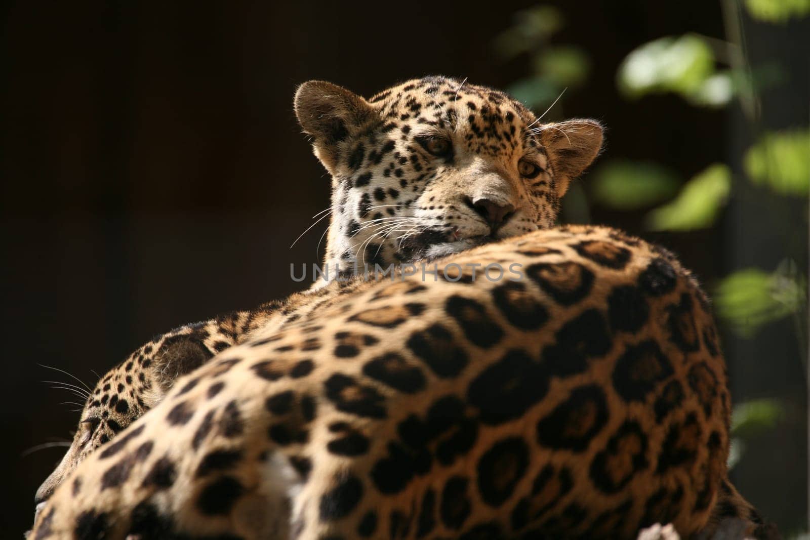 Sleek,beautiful big cats