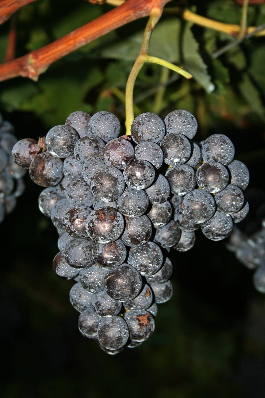 Bunches of grapes