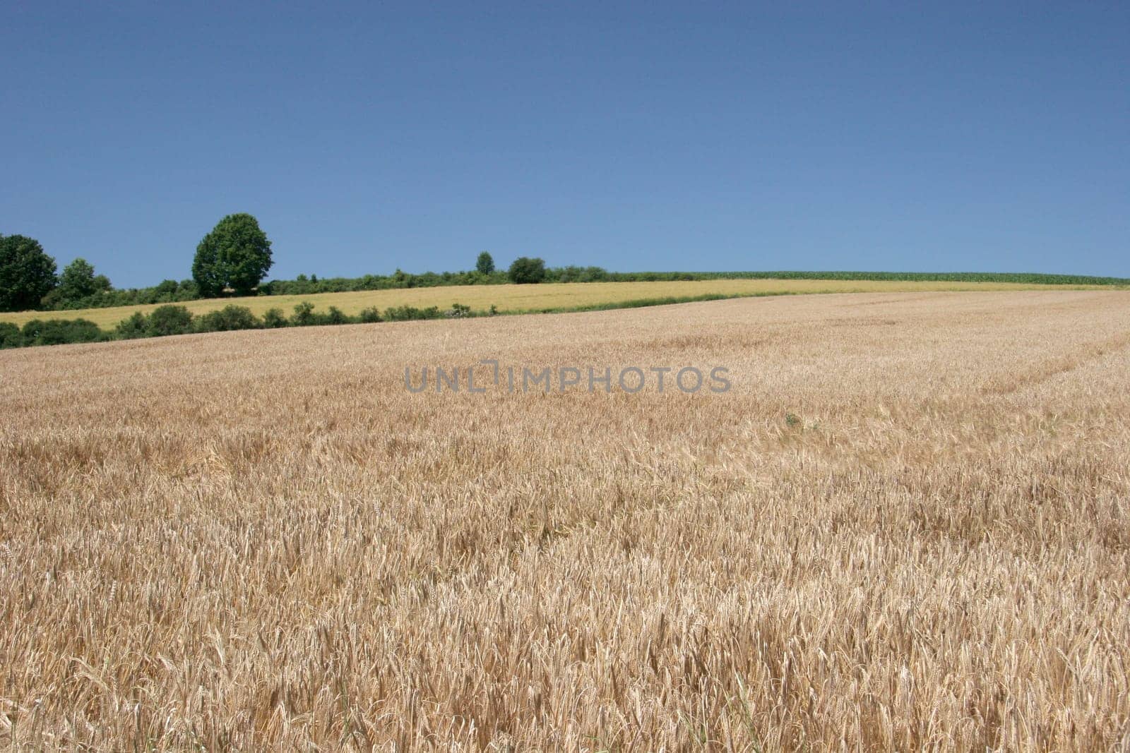 Wheat field in summer