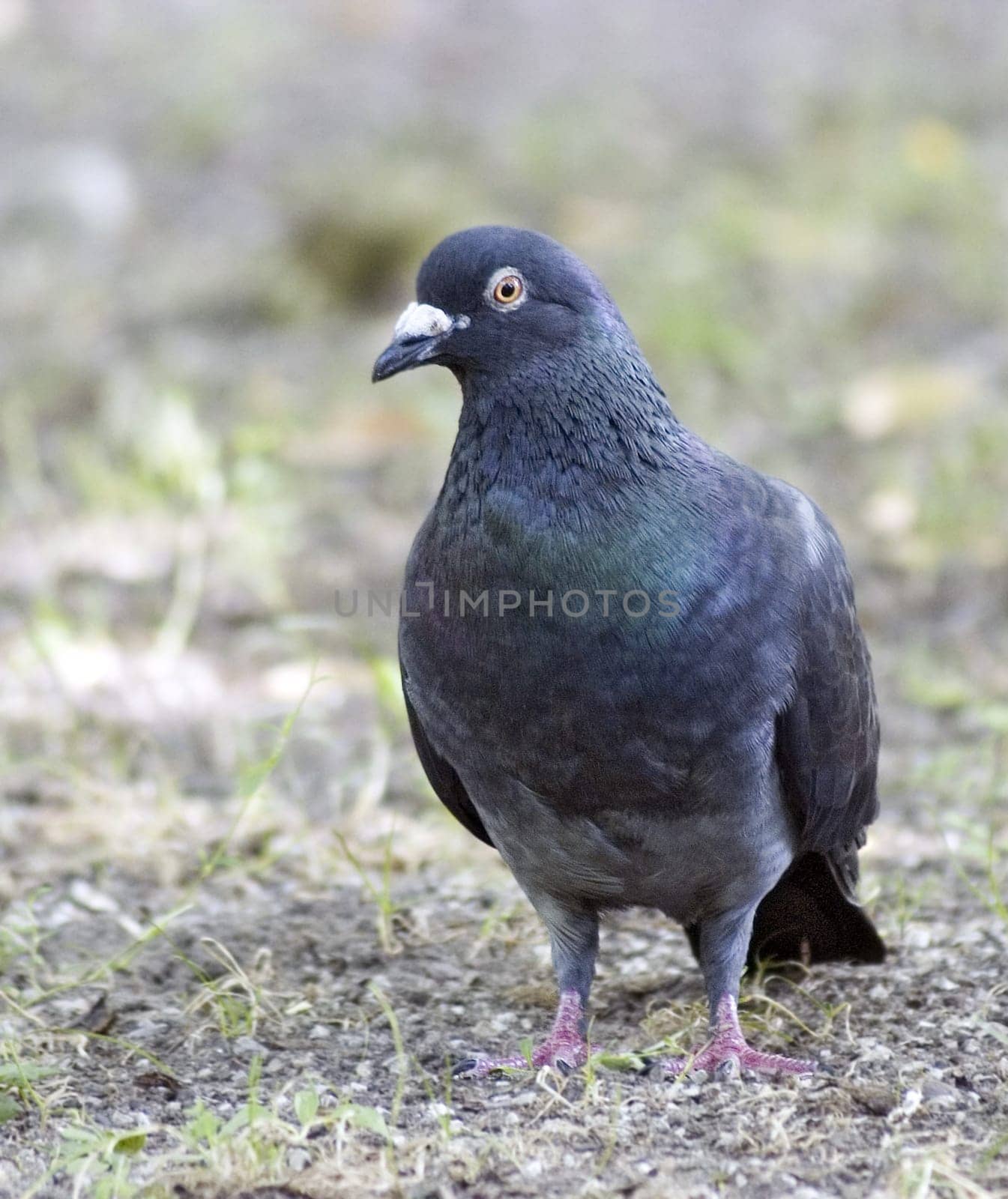 Dove