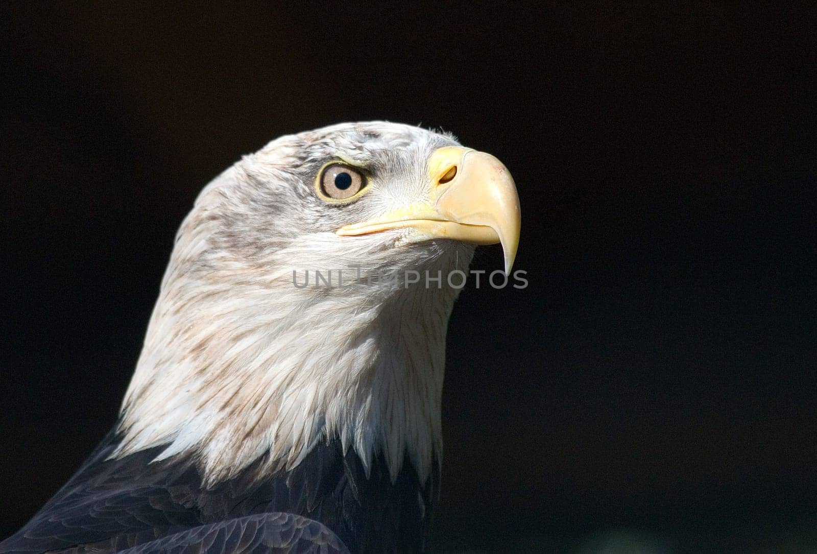 Young bald eagle
