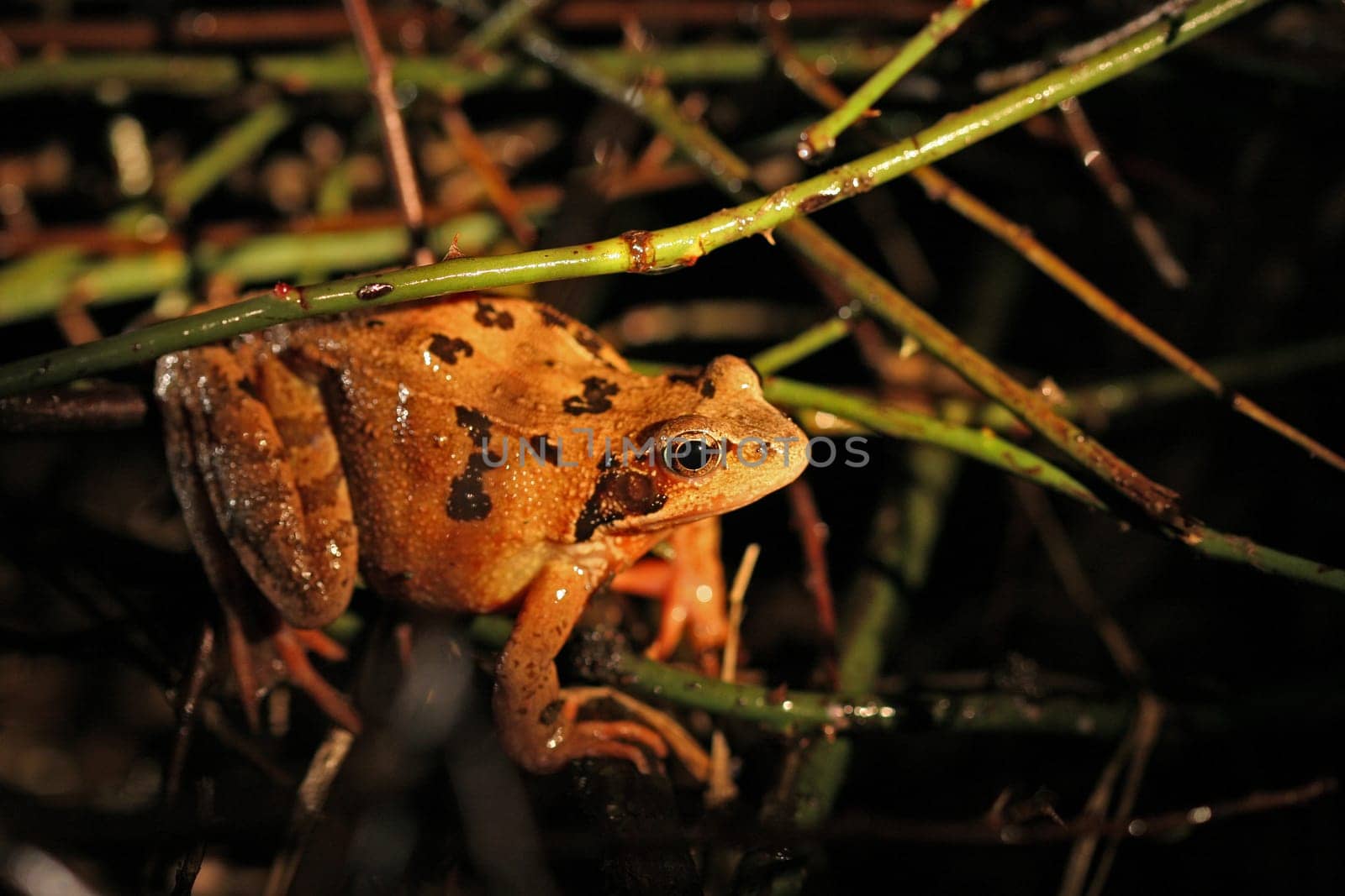 Frog III