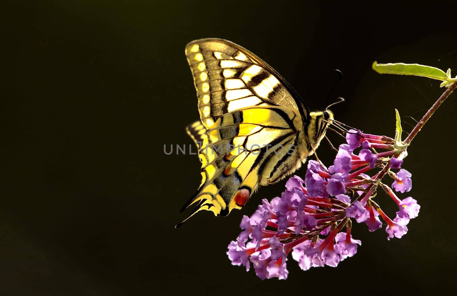 Backlit