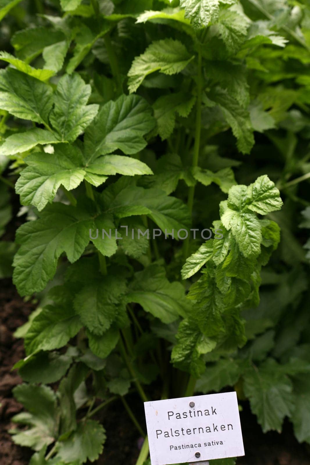 Parsnips were a staple food before the introduction of potatoes in Germany