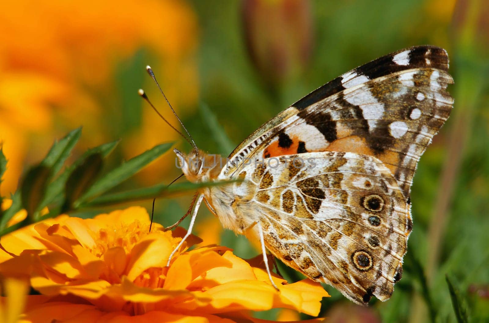 Thistle butterfly - In Germany,the moth migrates in the first wave mainly in early summer from the Mediterranean region with the first warm air winds over the Alps. There it usually reproduces in two generations. His offspring is alive