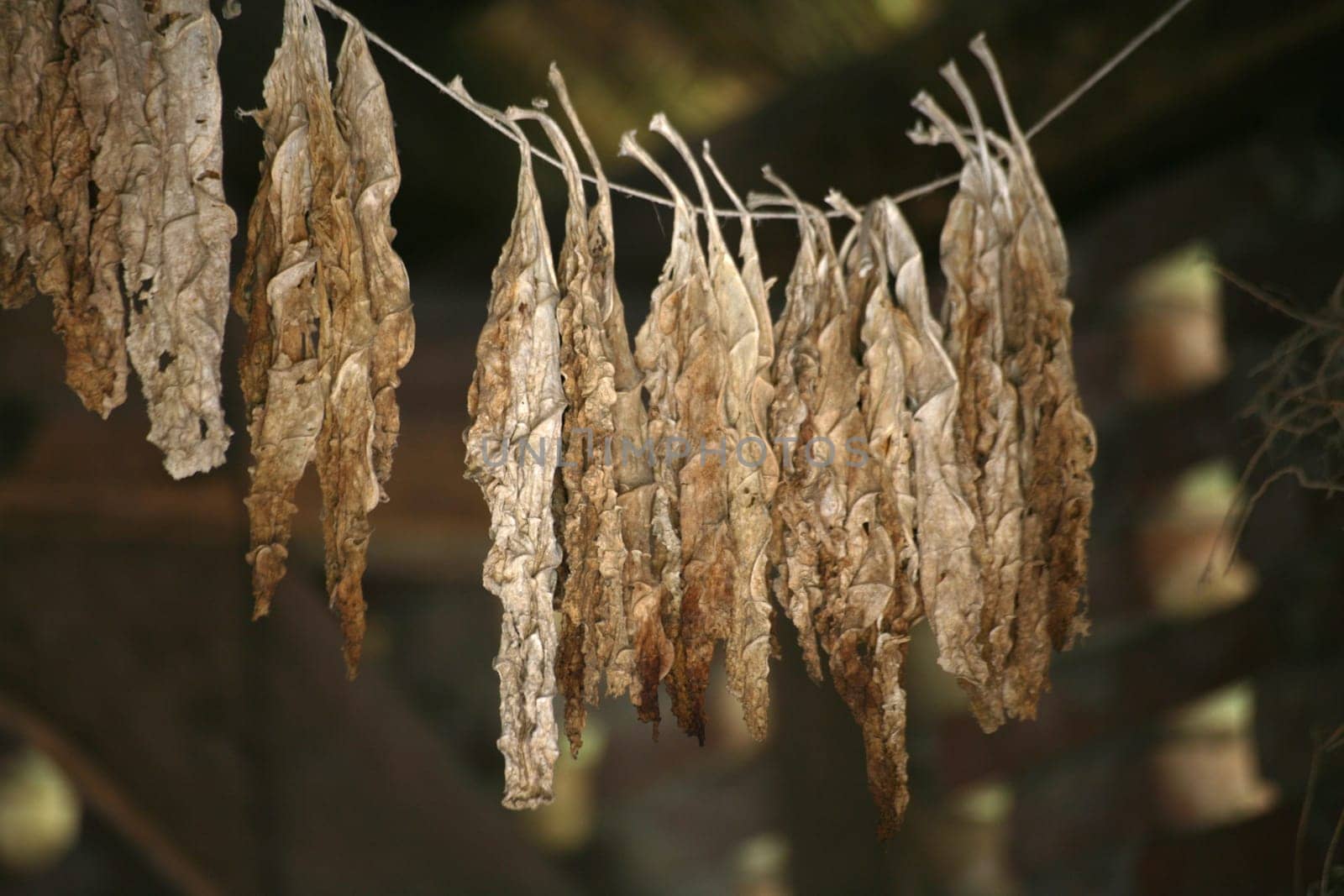 Tobacco leaves hung to dry