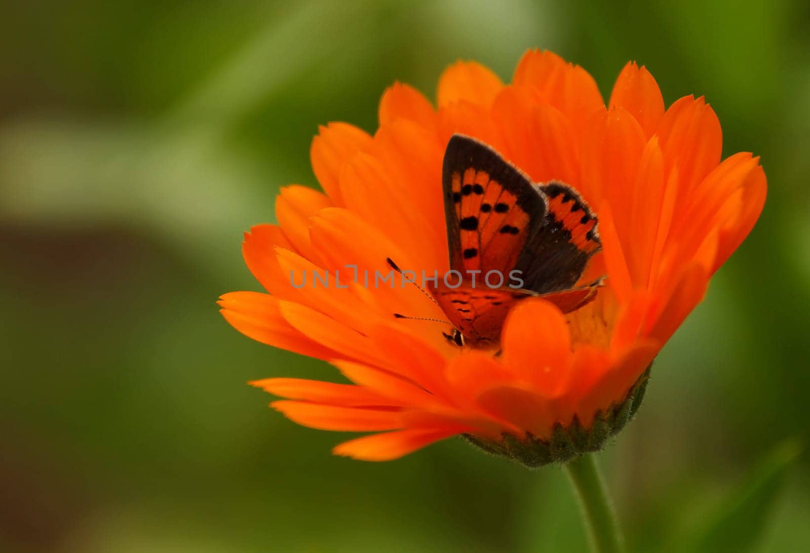 Small copper