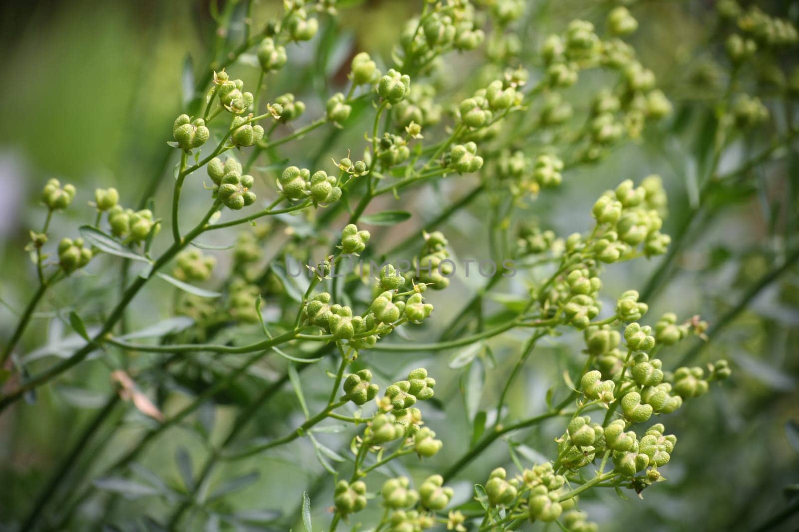 Rue in an old kitchen garden