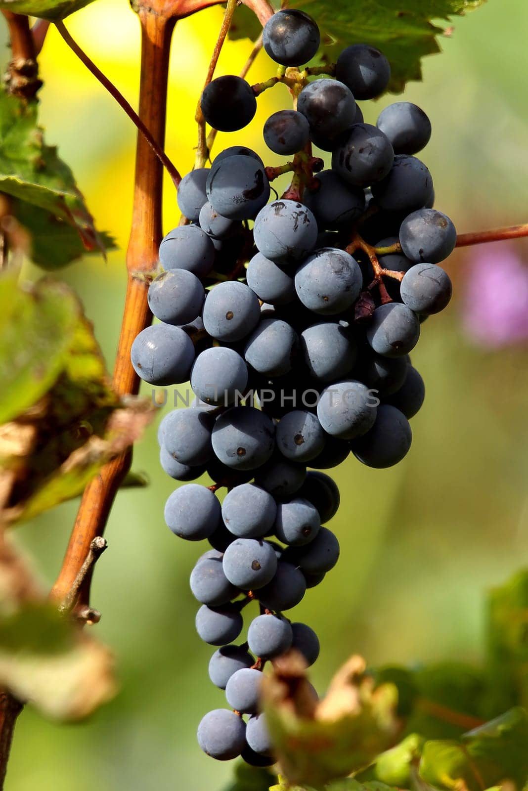 Red wine grapes