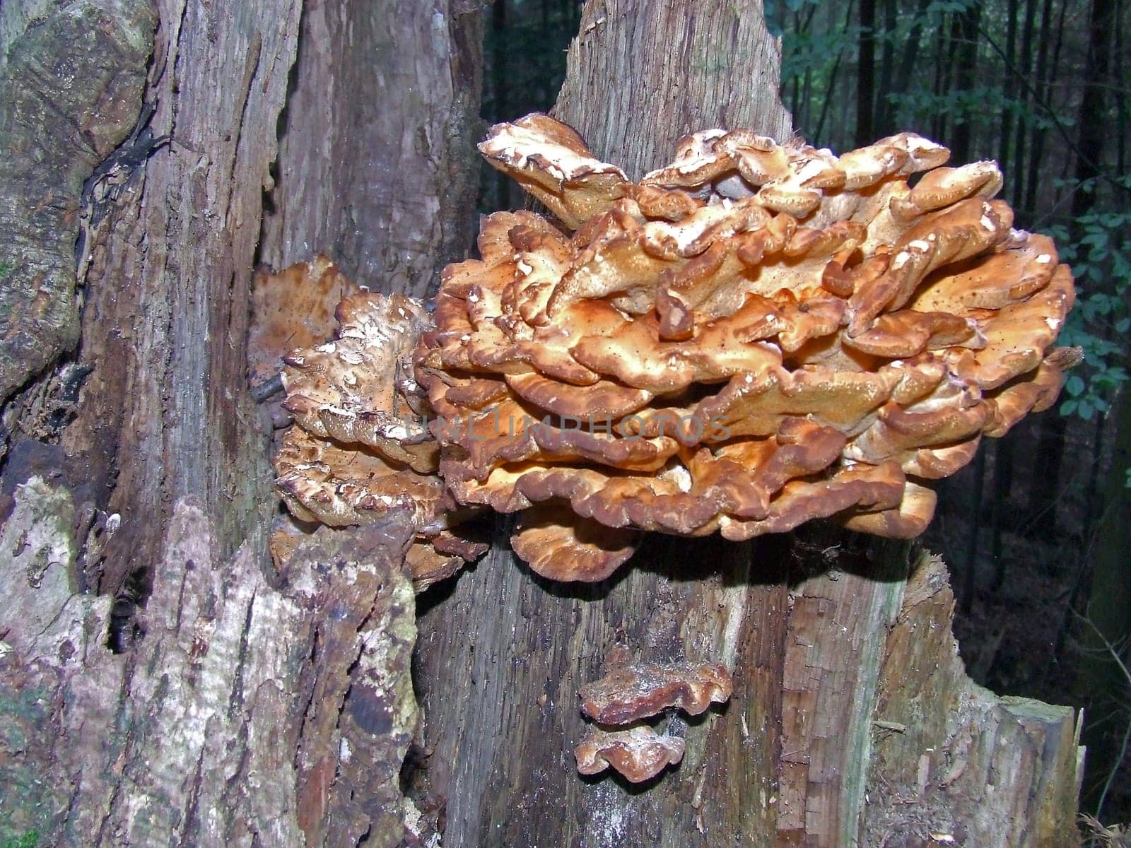 Tree sponge