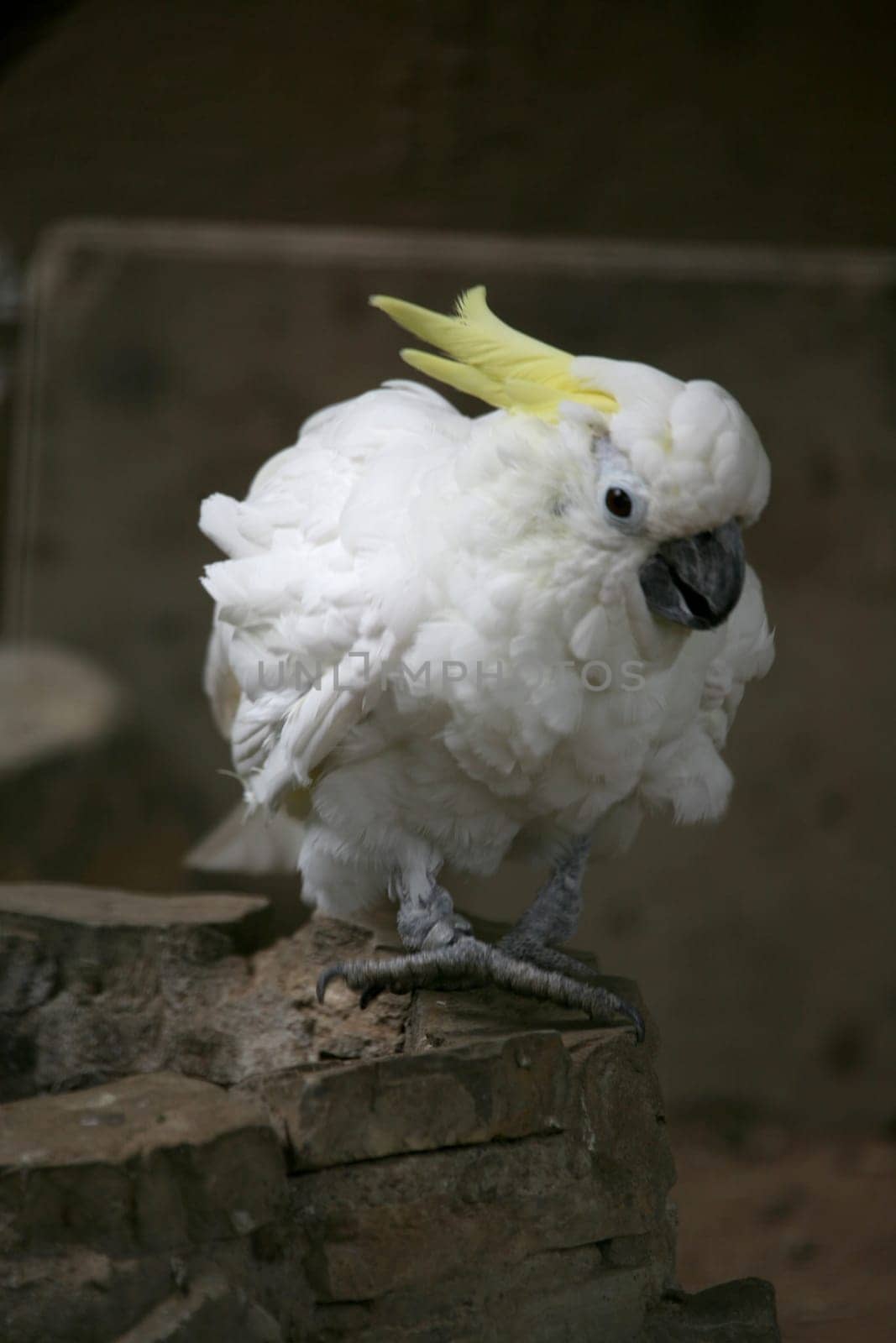 Yellow-crested cockatoo