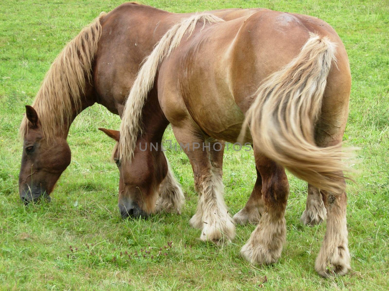 Two powerhouses in the pasture