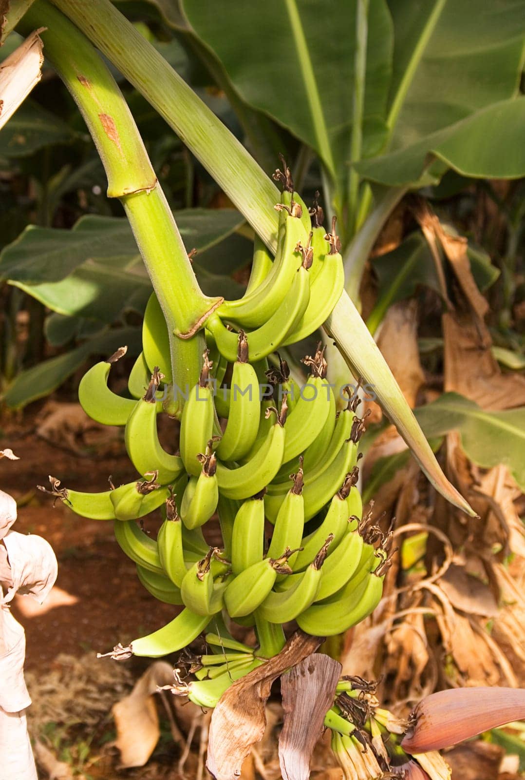 Banana tree