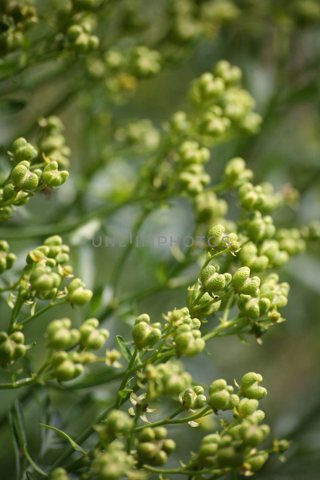 Rue in an old kitchen garden