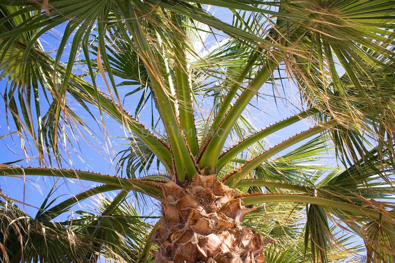 Under palm trees