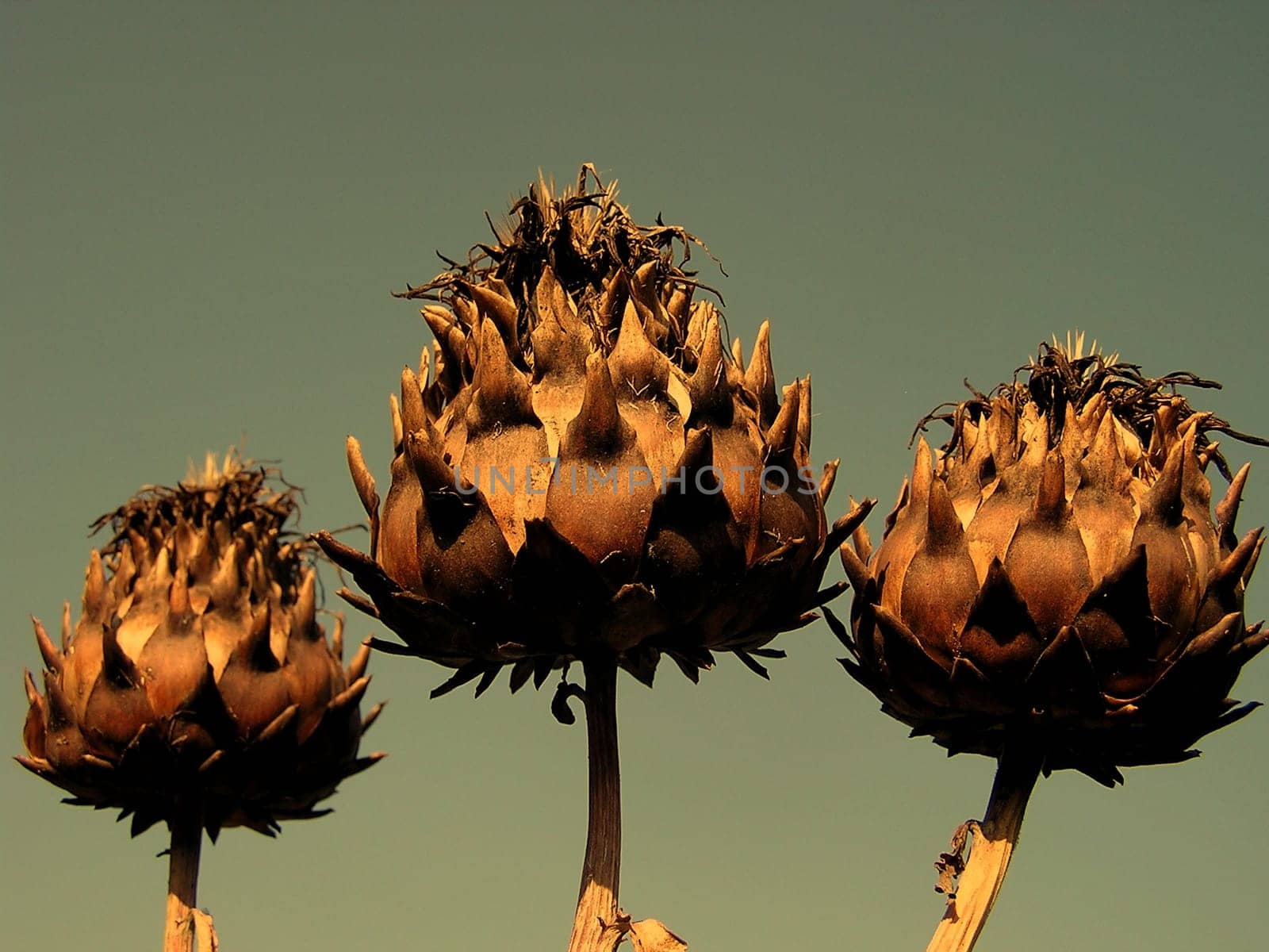 Three Wild Artichokes