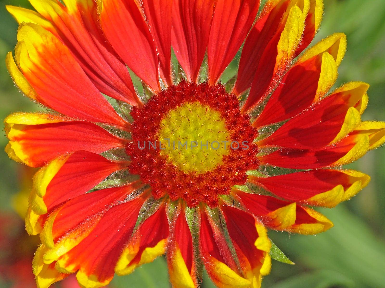 Gaillardia aristata,cockade flower