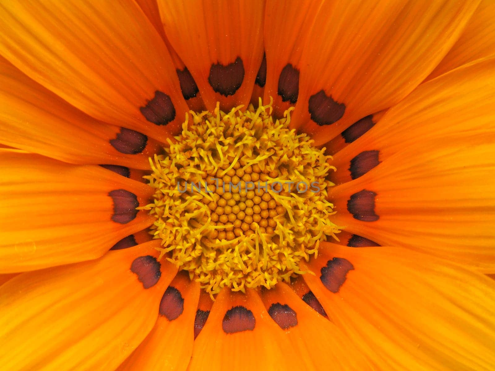 Gazania hybrid,midday gold (detail)