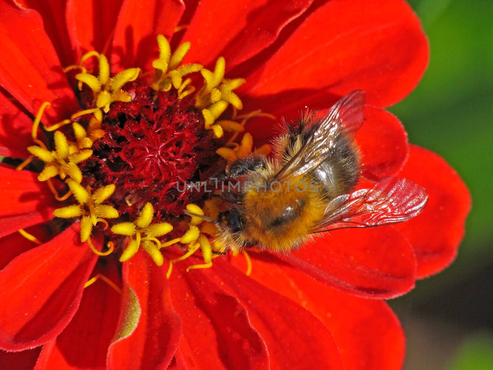 Dahlia,dahlia (detail) with bumblebee visiting flowers