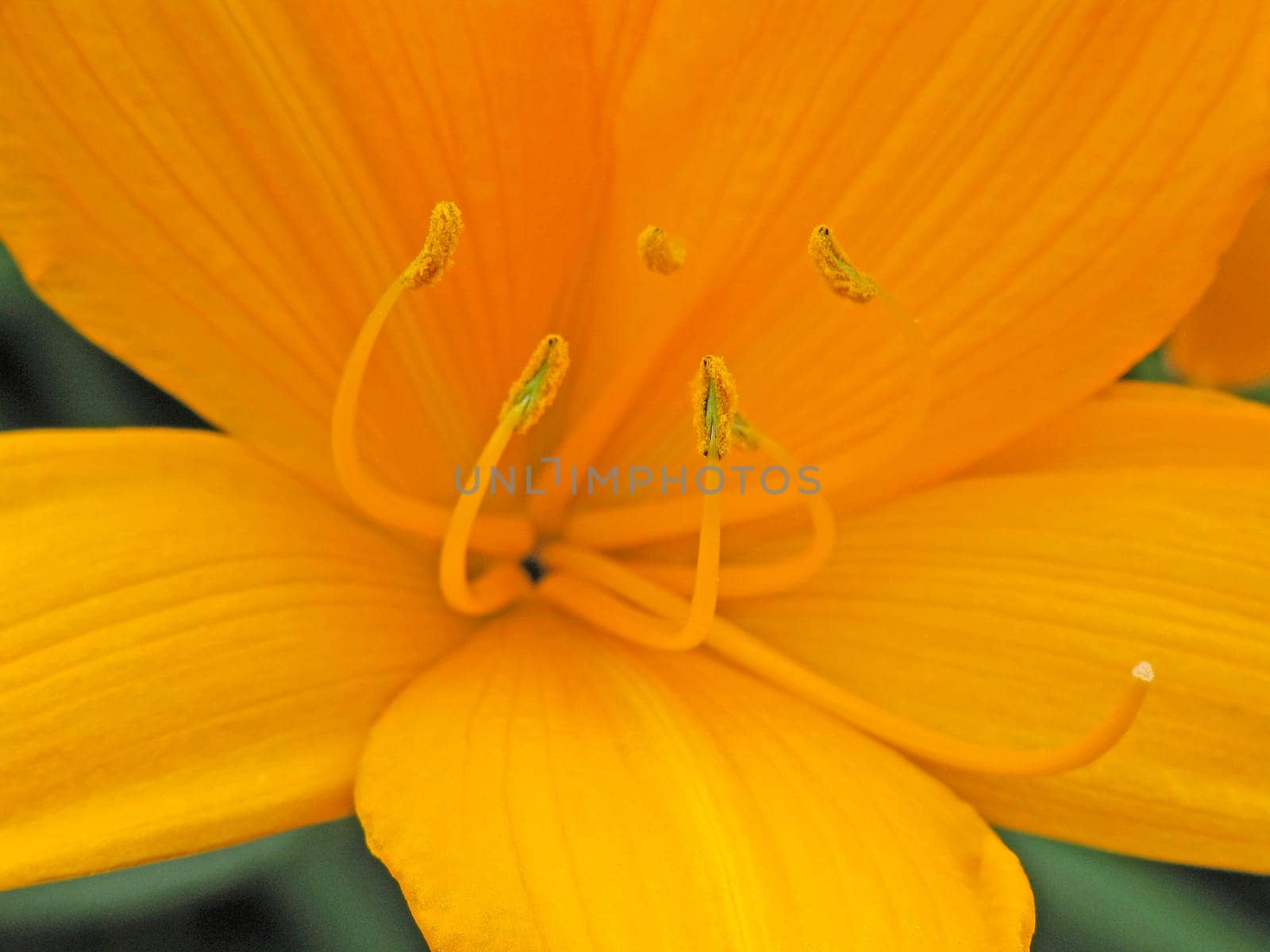Hemerocallis dumortieri,Daylily (detail)