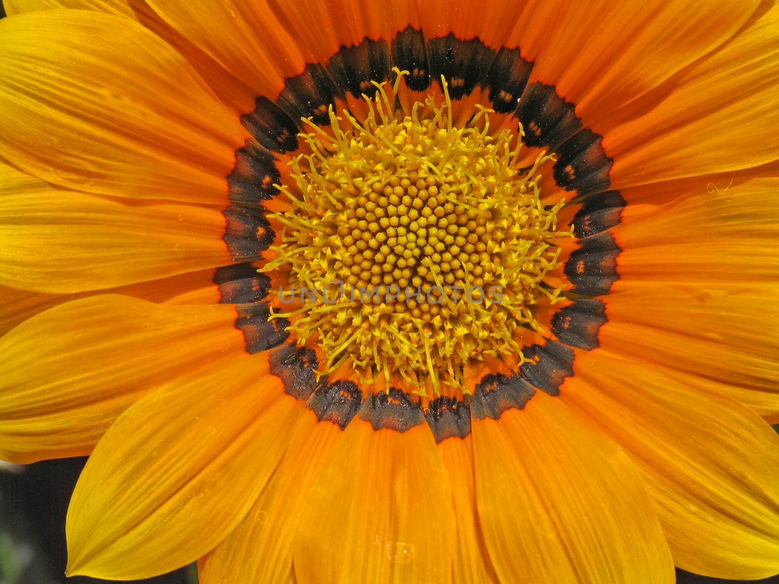 Gazania hybrid,midday gold (detail)