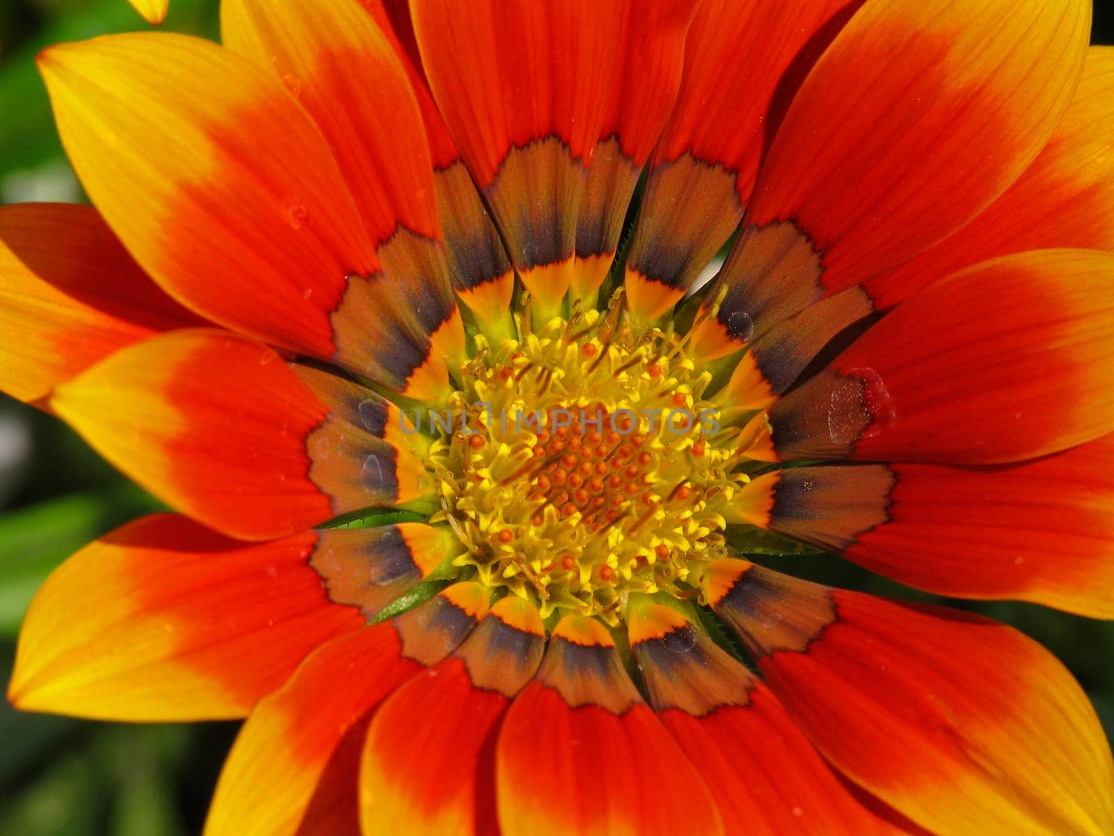 Gazania hybrid,midday gold (detail)