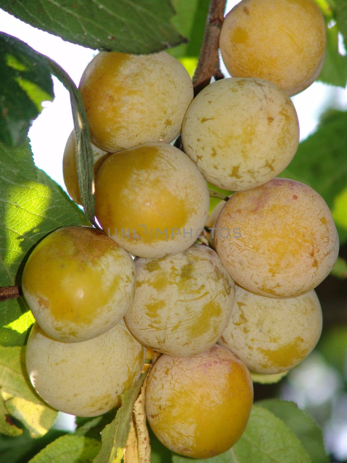 Plums on the tree