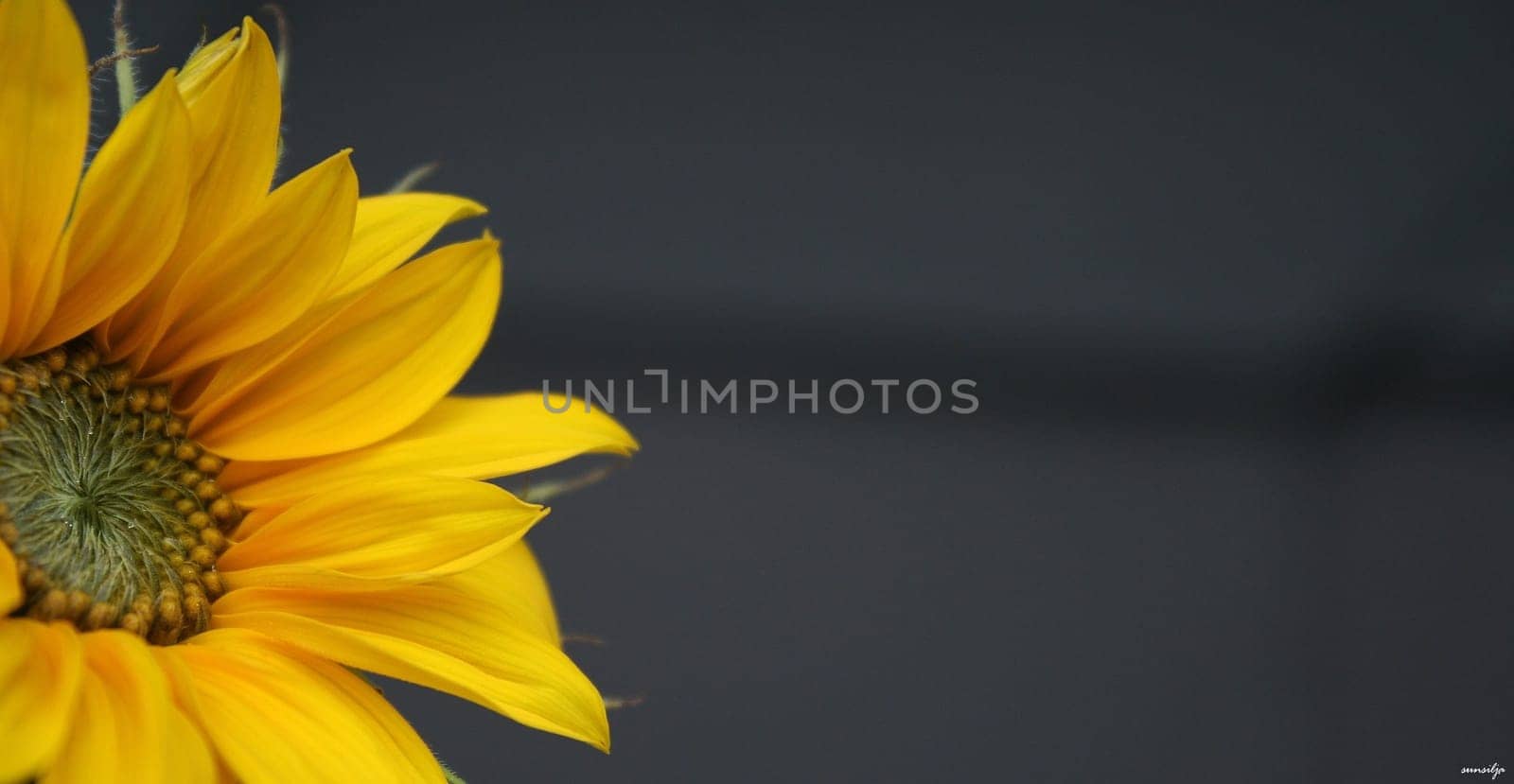 Flower Dream