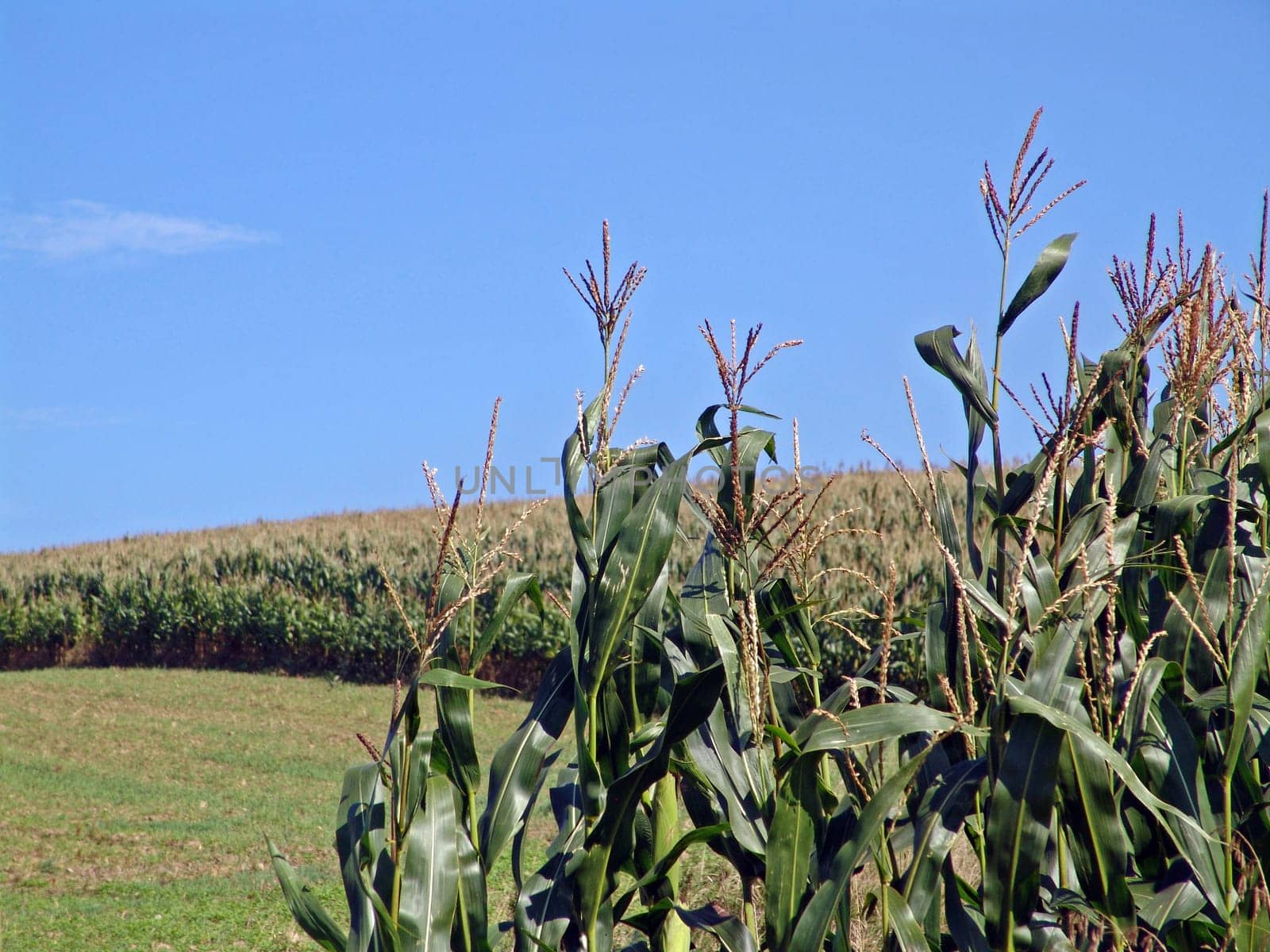Cornfield